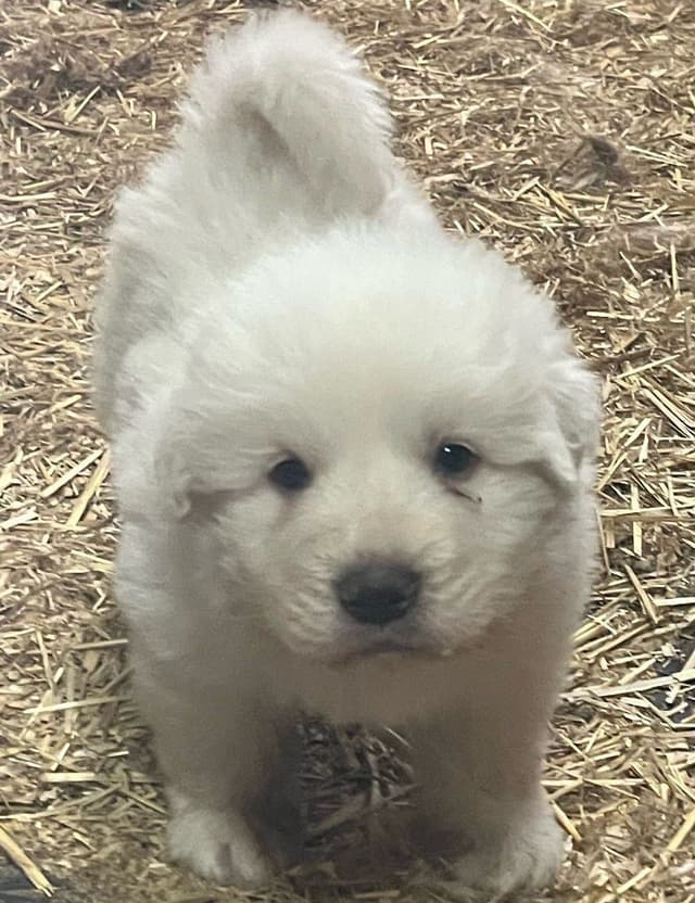 Great Pyrenees Puppies media 6