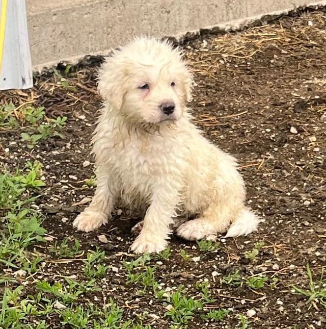 Great Pyrenees Puppies media 7