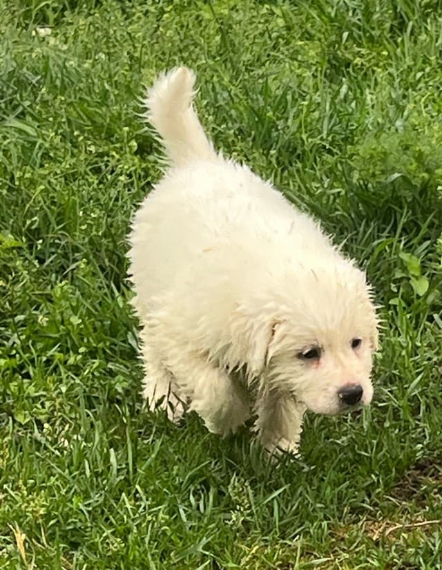 Great Pyrenees Puppies media 8