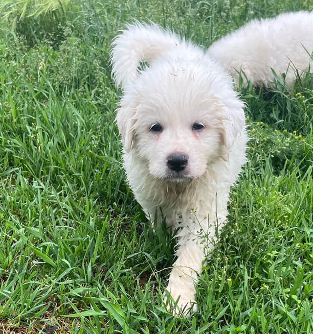 Great Pyrenees Puppies media 9