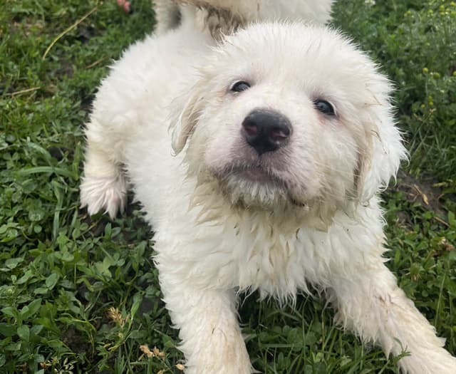 Great Pyrenees Puppies media 11