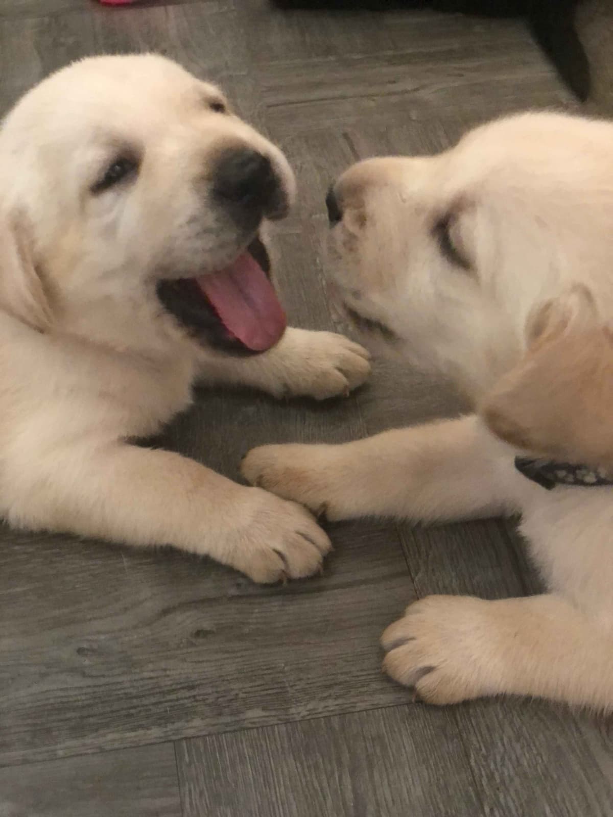 Labrador Retriever Puppies breeder image 1