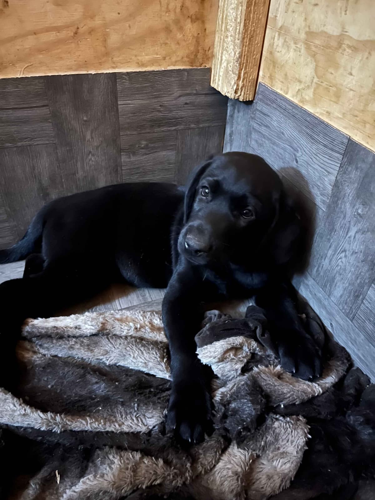 Labrador Retriever Puppies breeder image 3