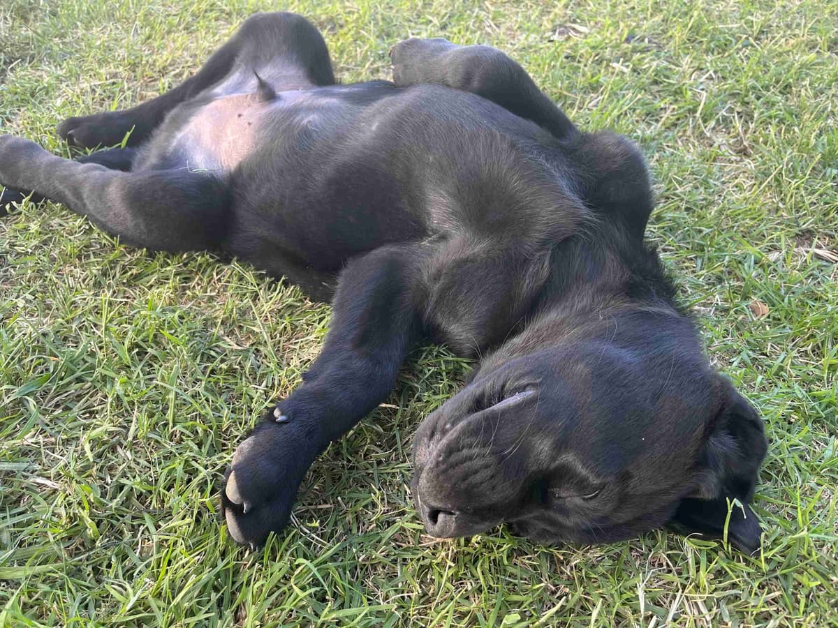 Labrador Retriever Puppies breeder image 4