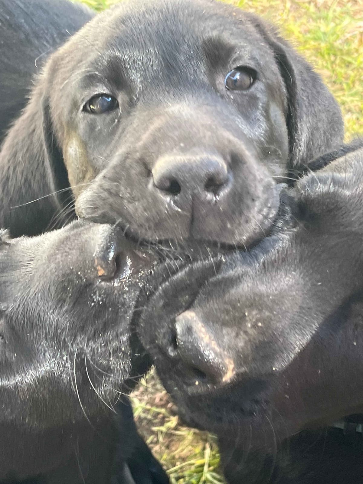 Labrador Retriever Puppies breeder image 5