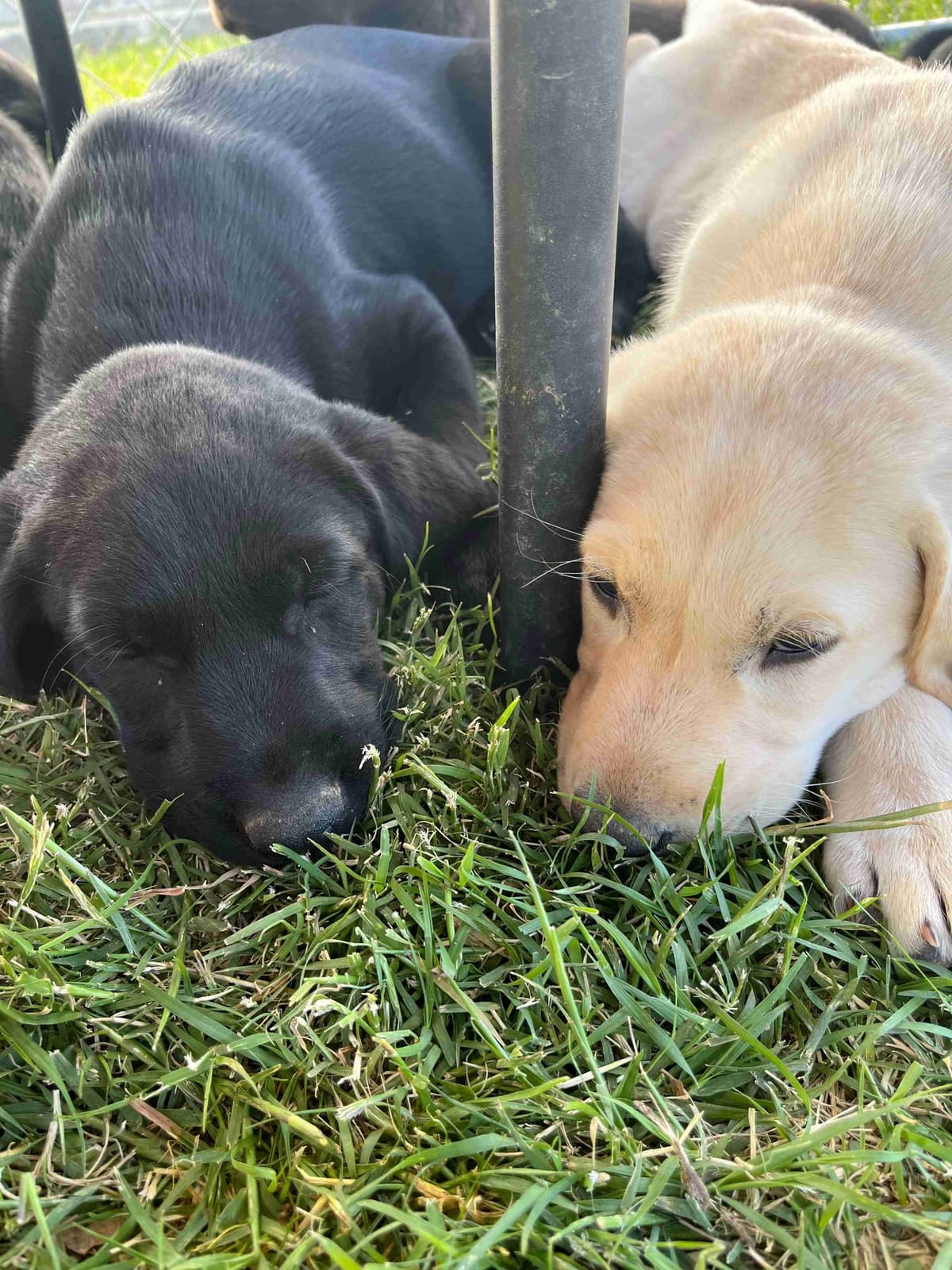Labrador Retriever Puppies breeder image 6