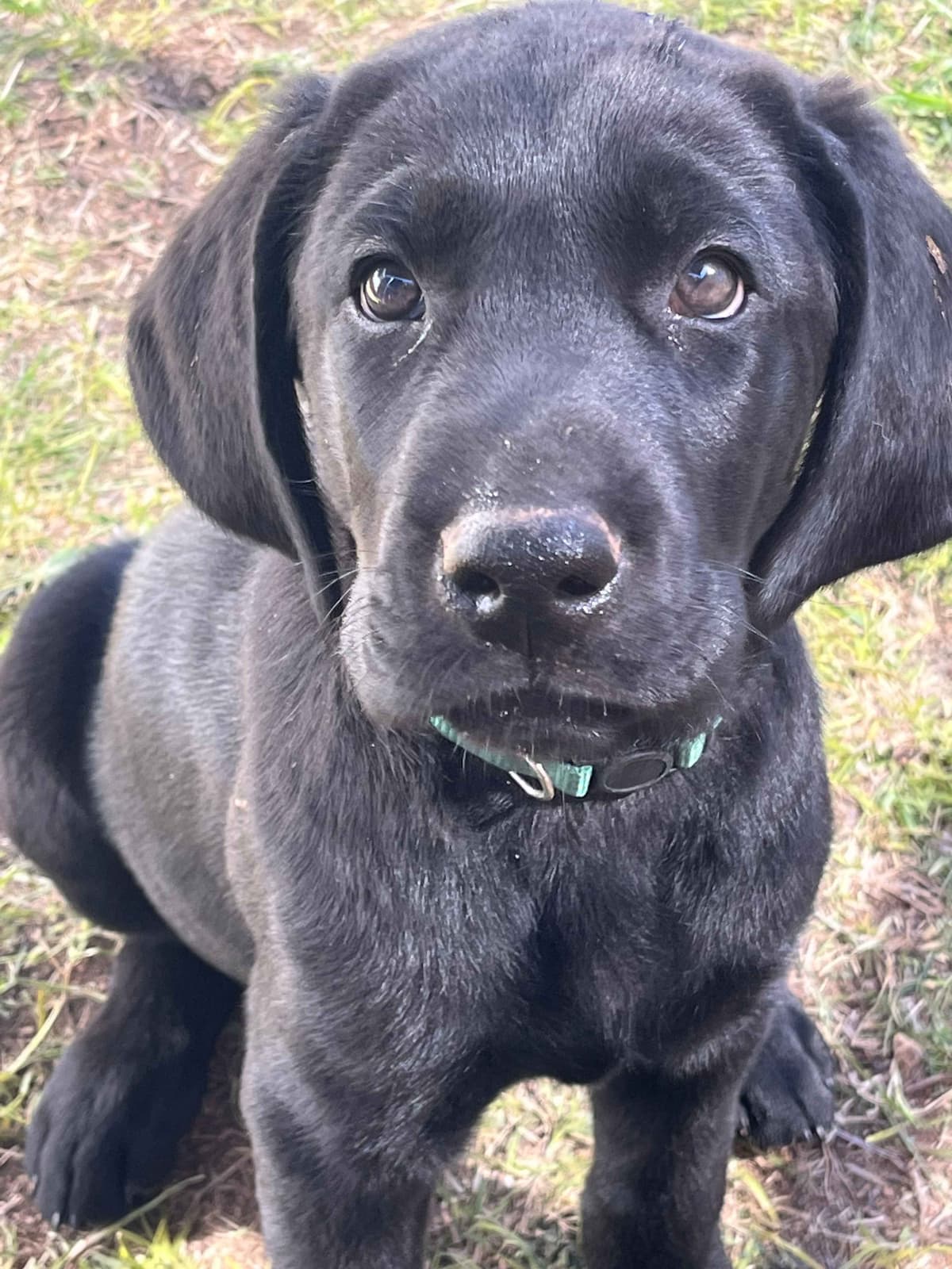 Labrador Retriever Puppies breeder image 7