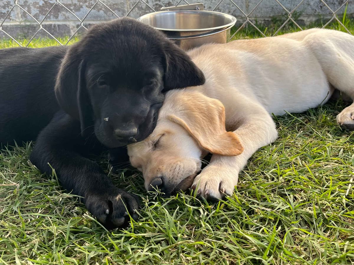 Labrador Retriever Puppies breeder image 8