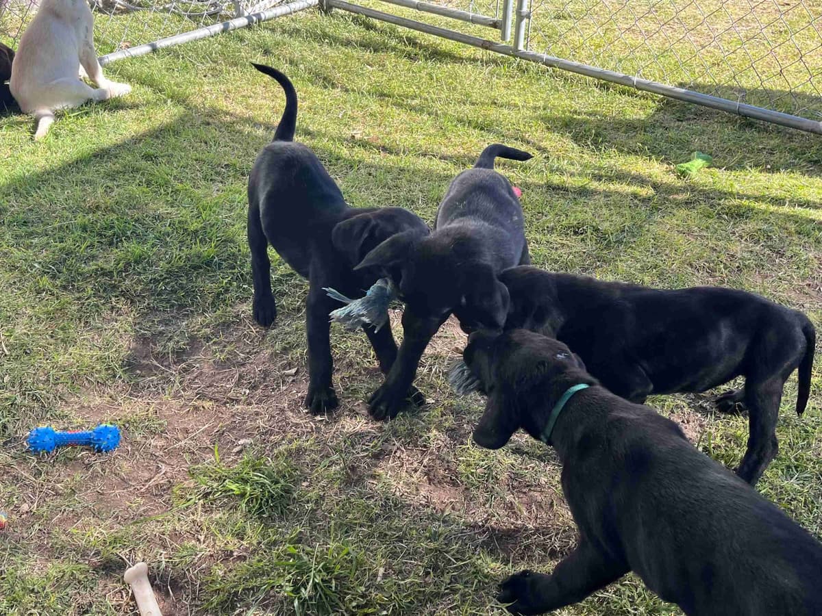 Labrador Retriever Puppies breeder image 9