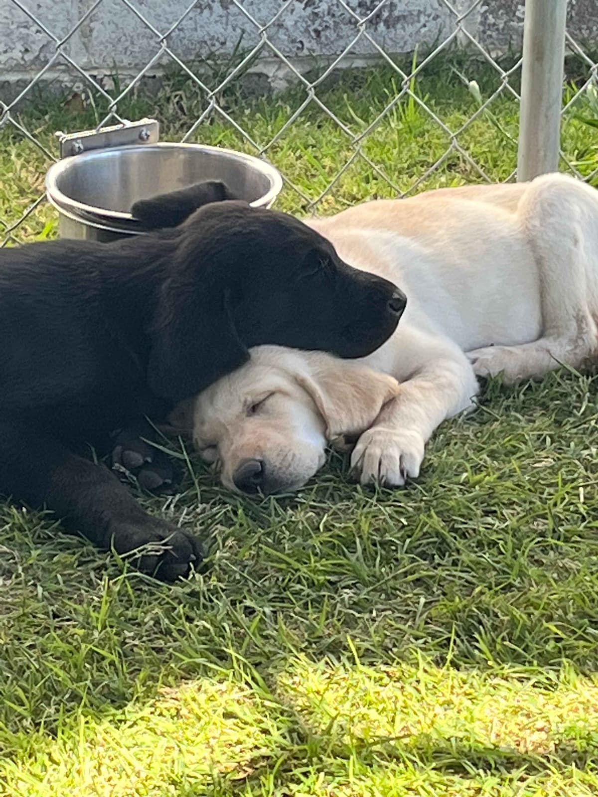 Labrador Retriever Puppies breeder image 10