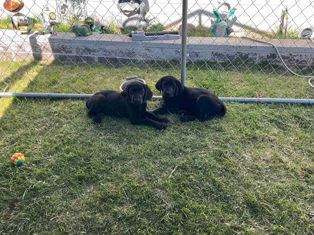 Labrador Retriever Puppies breeder image 11