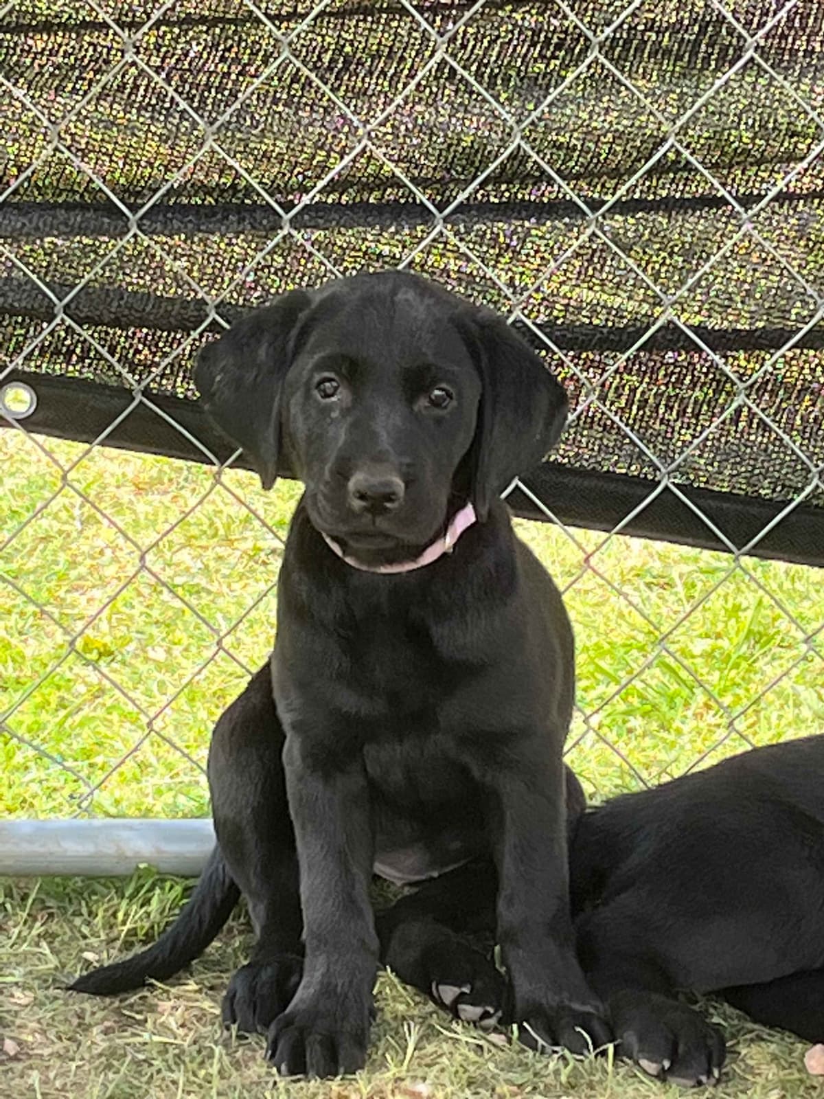 Labrador Retriever Puppies breeder image 12