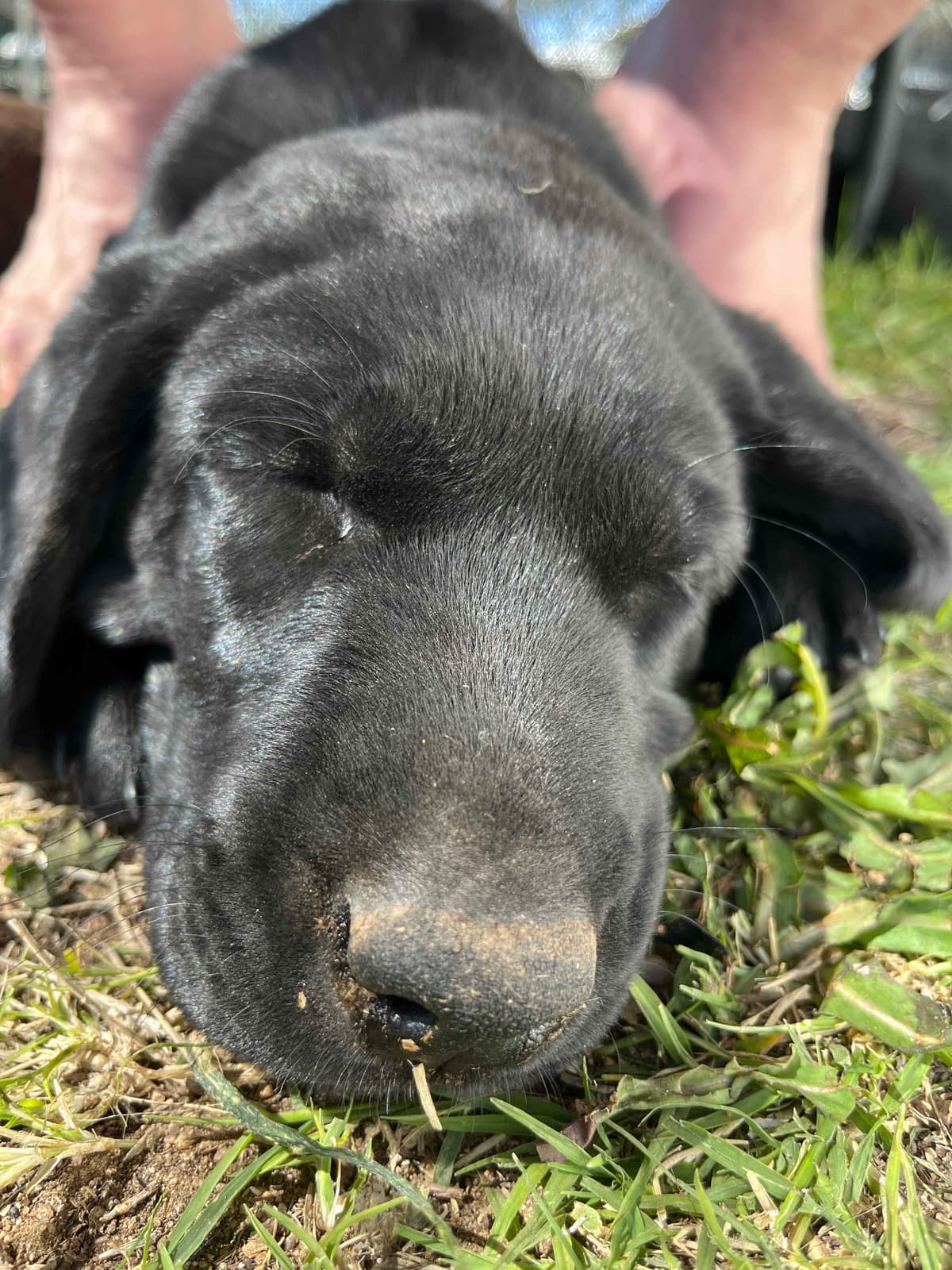 Labrador Retriever Puppies breeder image 13
