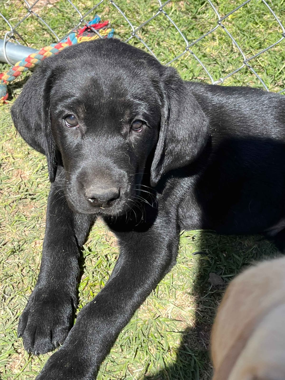 Labrador Retriever Puppies breeder image 14