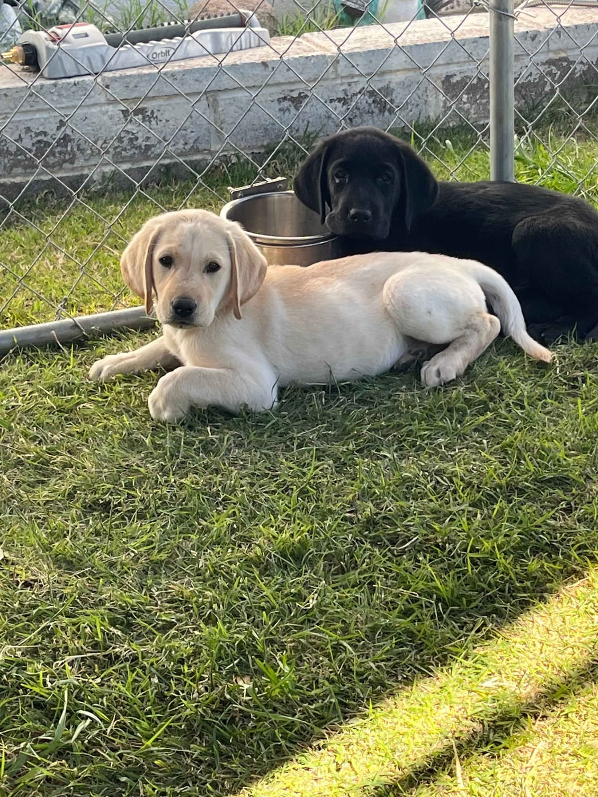 Labrador Retriever Puppies breeder image 15