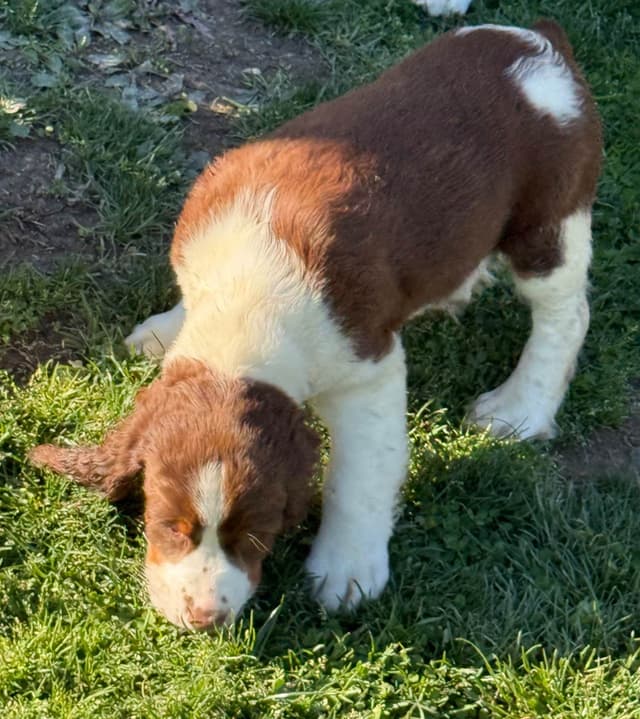 English Springer Spaniel Male Puppy media 2