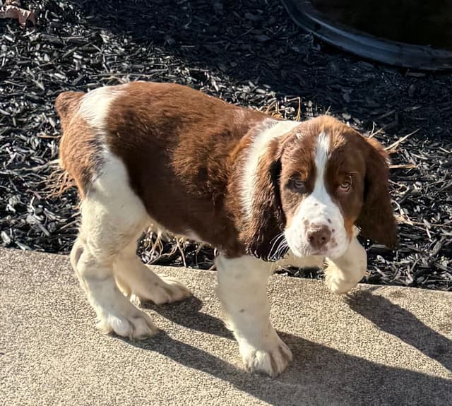 English Springer Spaniel Male Puppy media 3