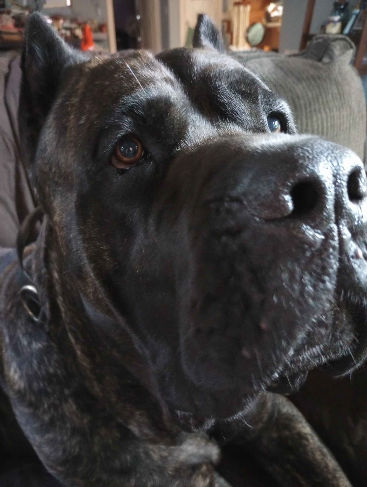 Cane Corso Puppies breeder image 1