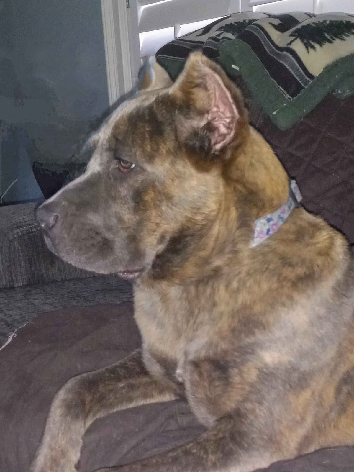 Cane Corso Puppies breeder image 3