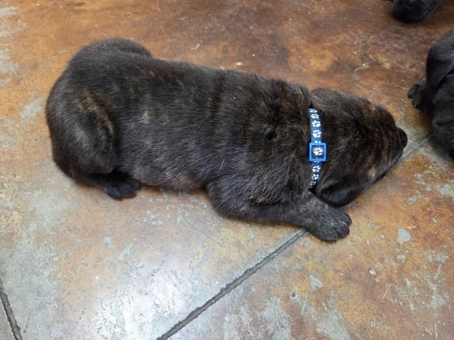 Cane Corso Puppies media 3