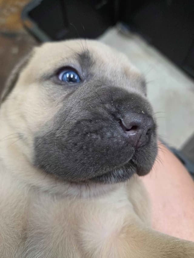 Cane Corso Puppies media 4