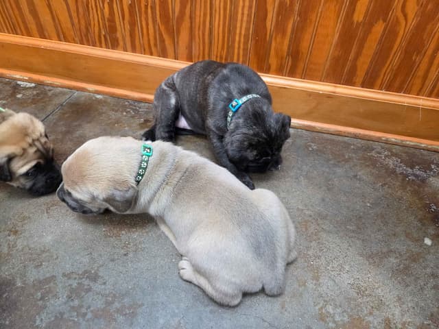 Cane Corso Puppies media 5