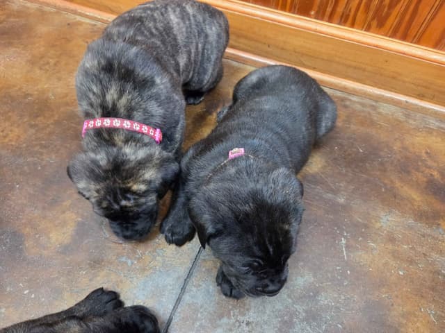 Cane Corso Puppies media 6