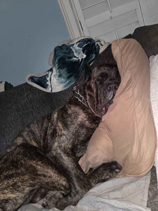 Cane Corso Puppies media 7
