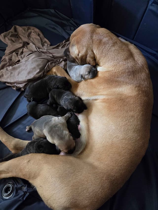 Cane Corso Puppies media 8