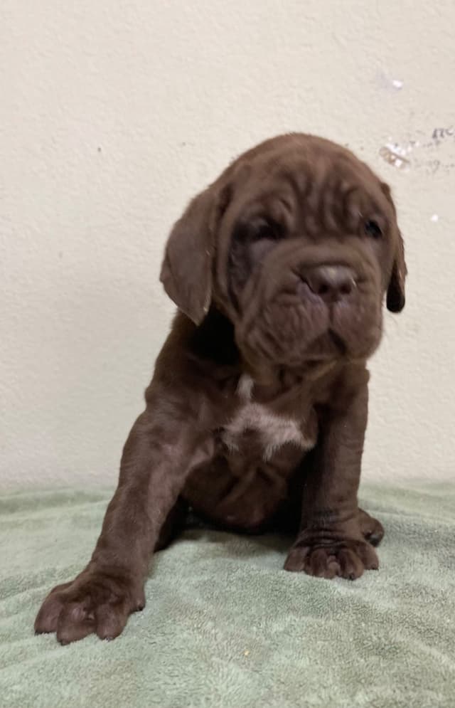 Neapolitan Mastiff Puppies media 2