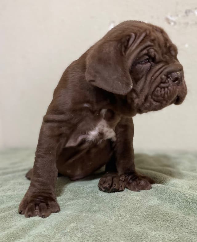 Neapolitan Mastiff Puppies media 3