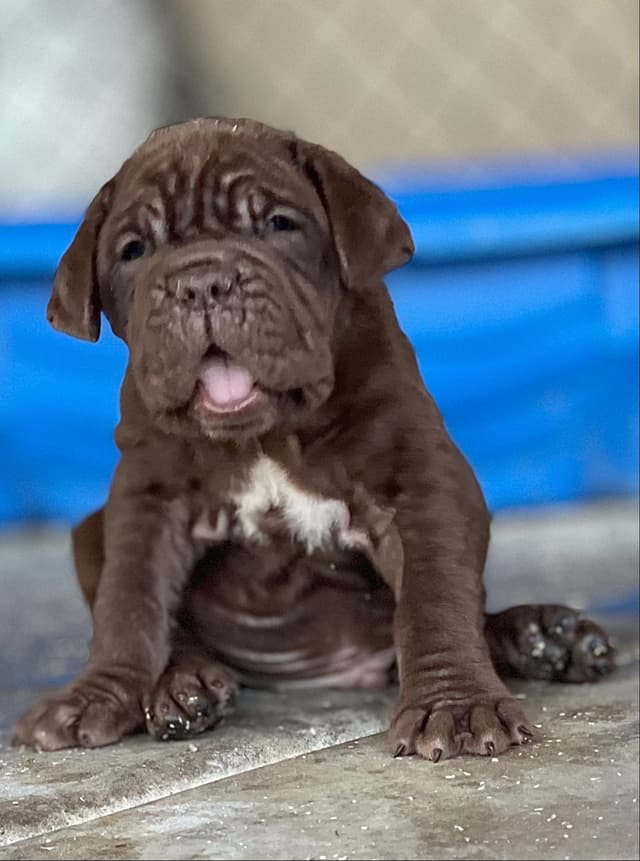 Neapolitan Mastiff Puppies media 4