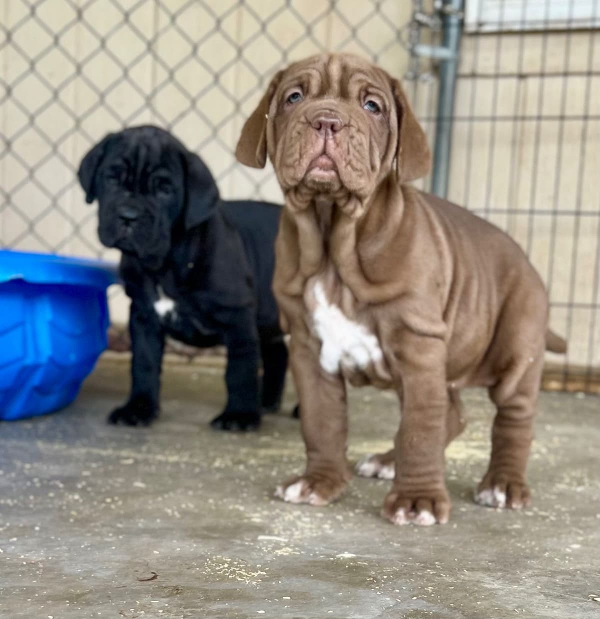 Neapolitan Mastiff Puppies breeder image 1