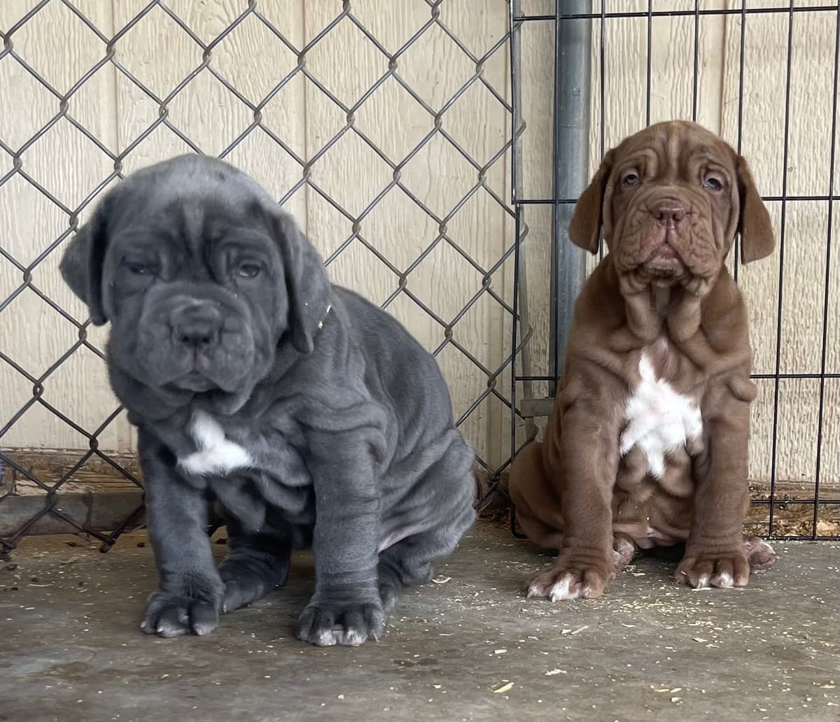 Neapolitan Mastiff Puppies breeder image 2