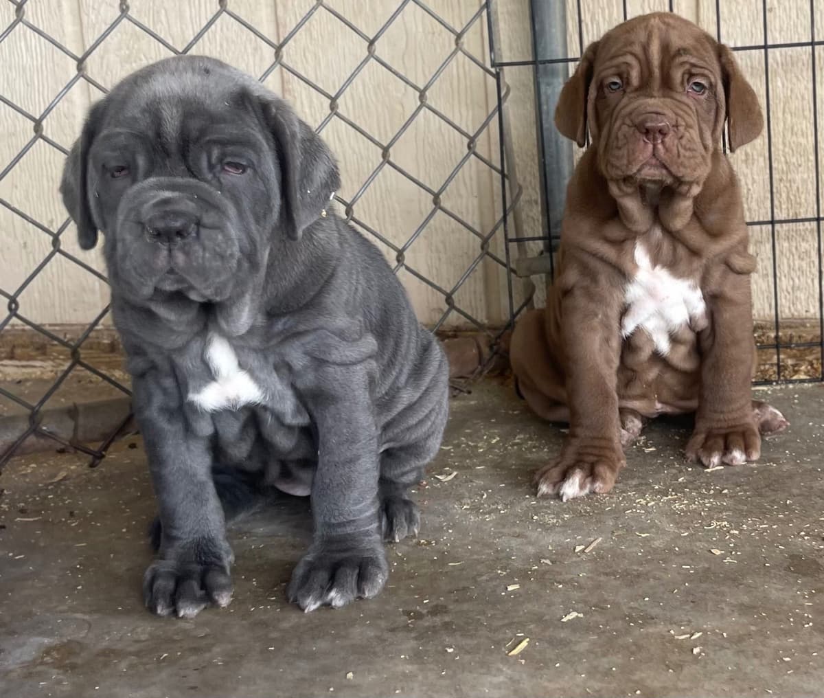 Neapolitan Mastiff Puppies breeder image 3