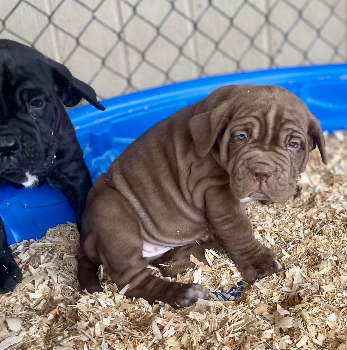 Neapolitan Mastiff Puppies breeder image 4