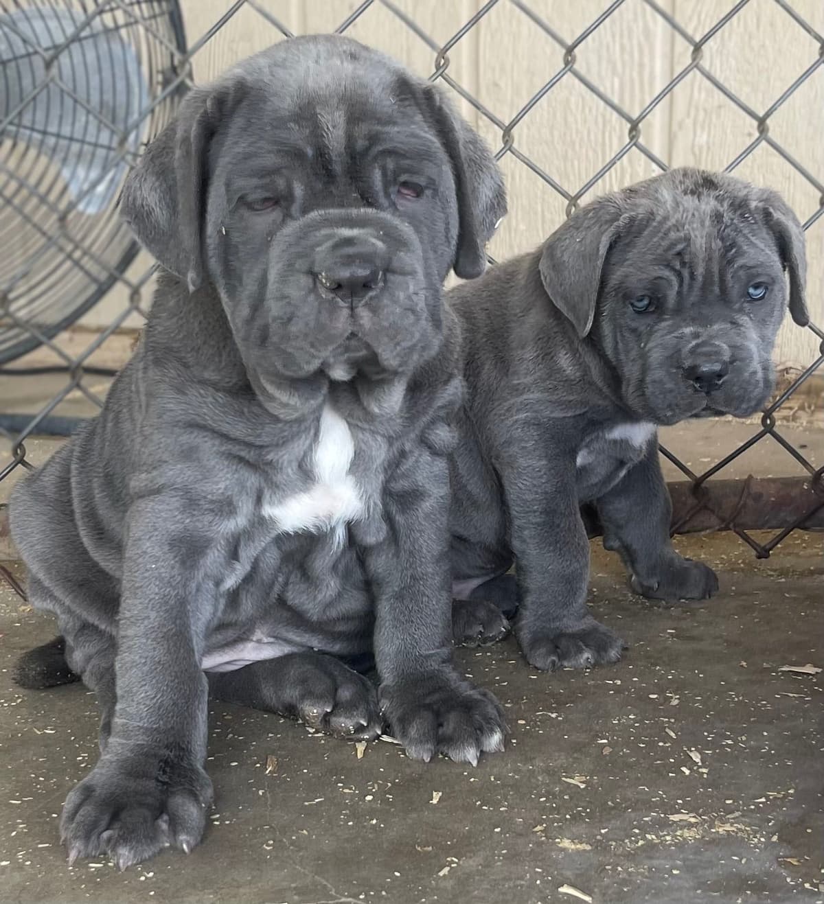 Neapolitan Mastiff Puppies breeder image 5