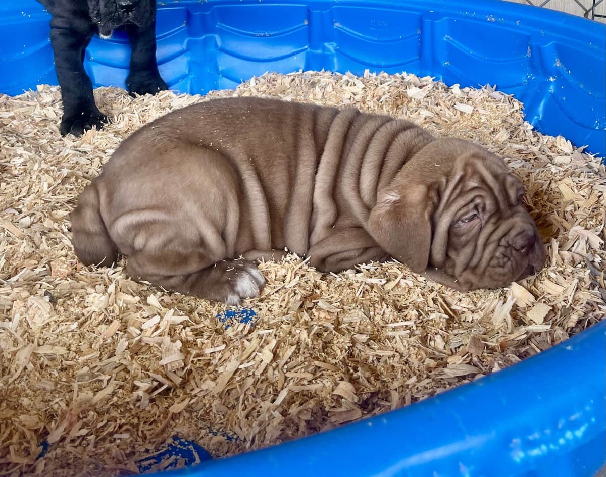 Neapolitan Mastiff Puppies breeder image 6