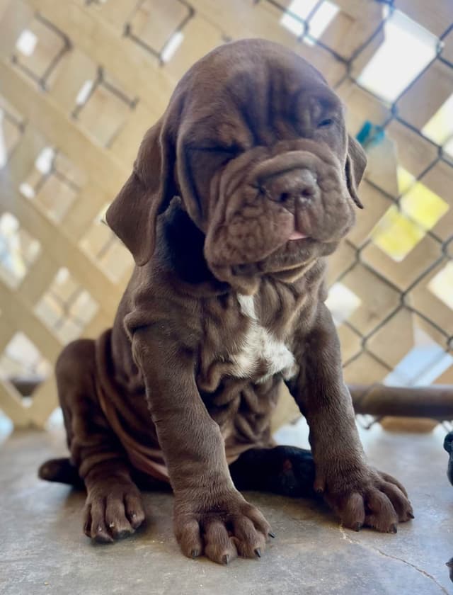 Neapolitan Mastiff Puppies media 8