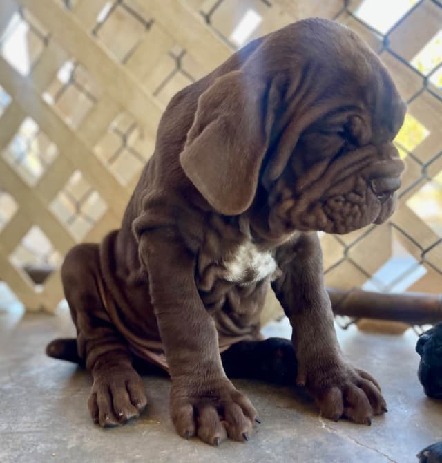 Neapolitan Mastiff Puppies media 7