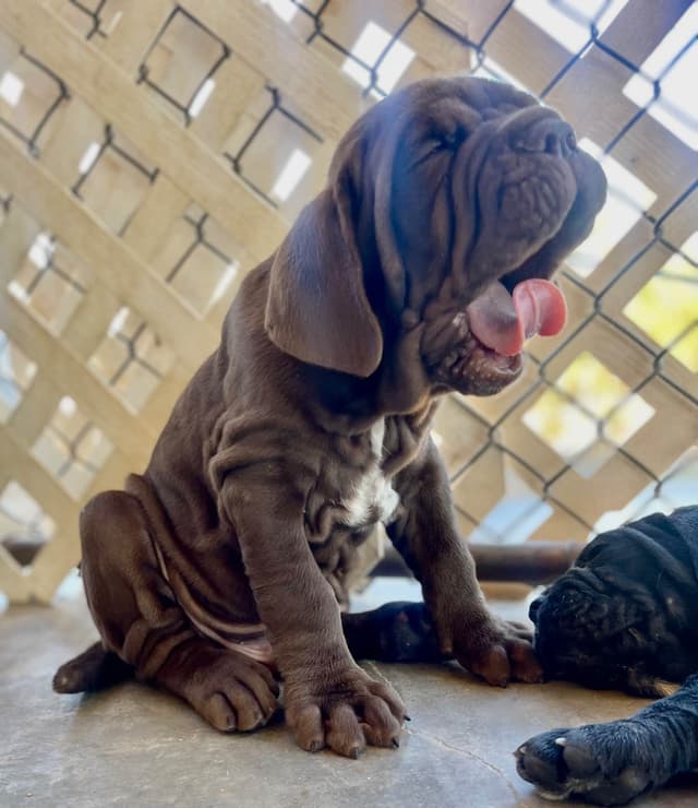 Neapolitan Mastiff Puppies media 9