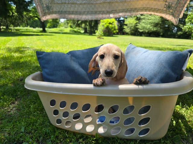 Dachshund Puppies media 2