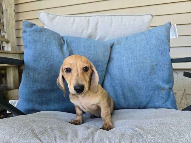 Dachshund Puppies media 3