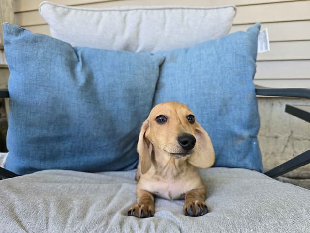 Dachshund Puppies media 4