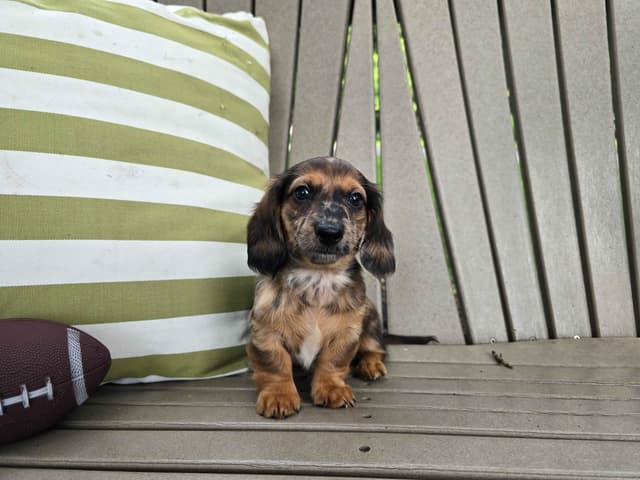 Miniature Dachshund Puppies media 2