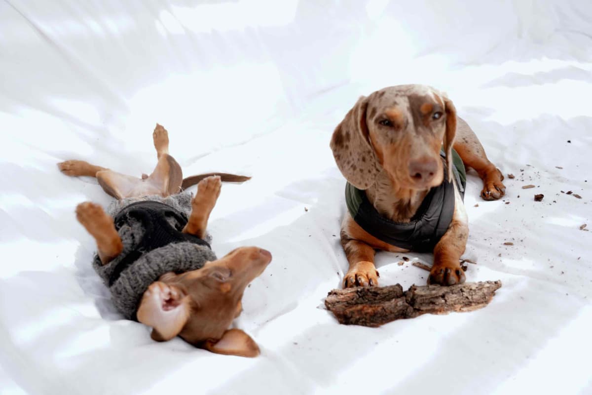 Dachshund Puppies breeder image 10