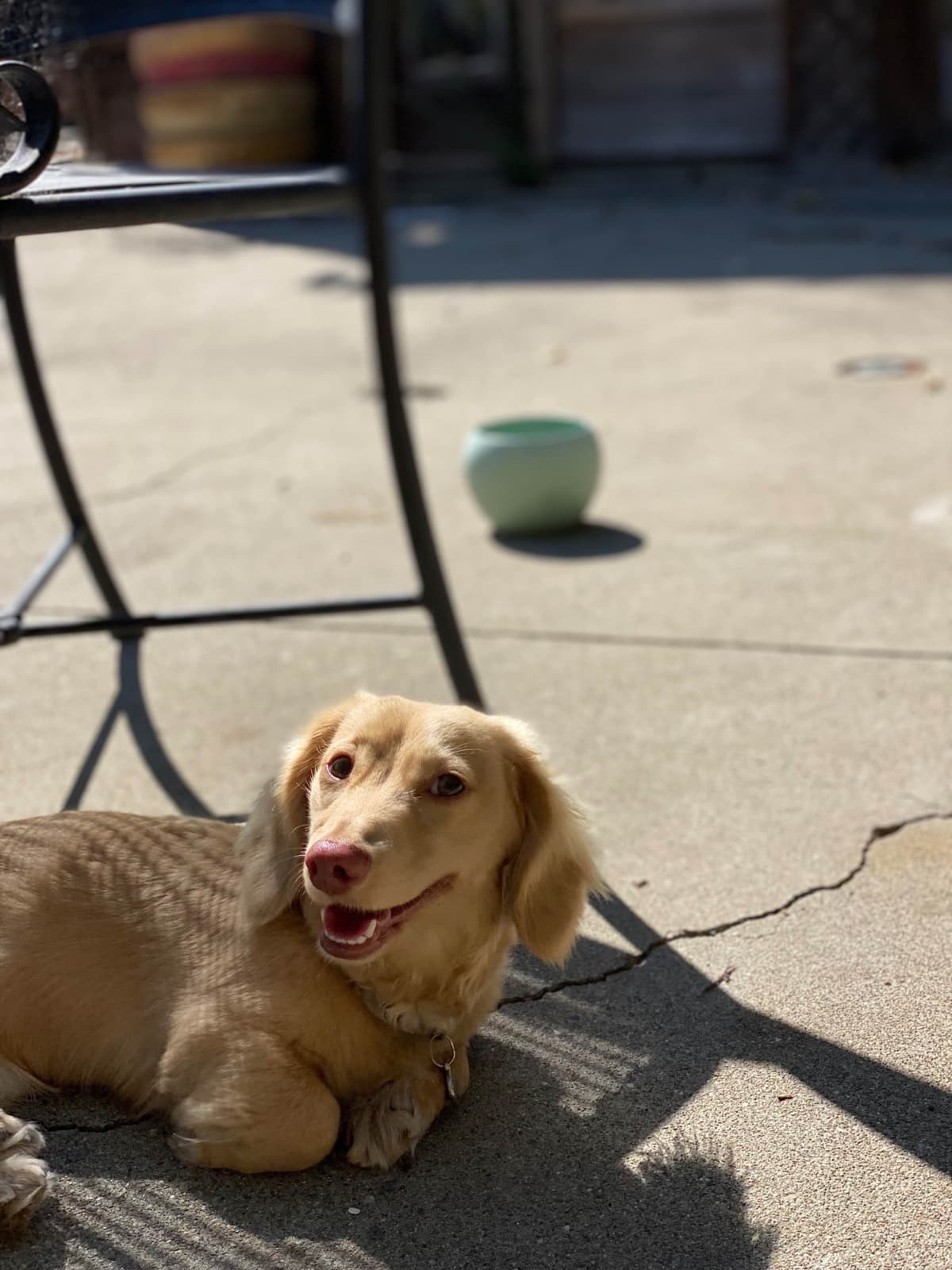 Dachshund Puppies breeder image 14