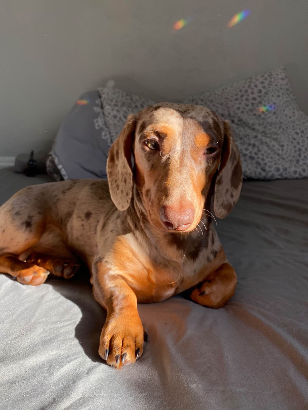Dachshund Puppies breeder image 11