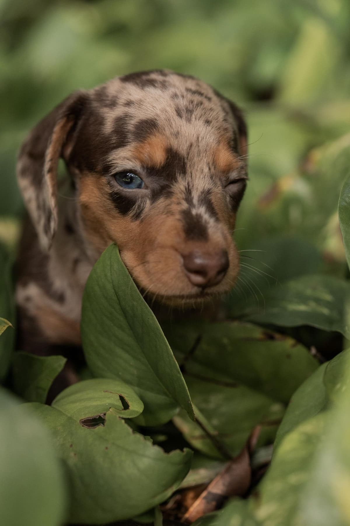 Dachshund Puppies breeder image 2