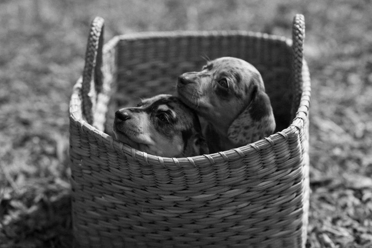 Dachshund Puppies breeder image 3